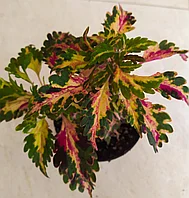 Колеус Brasilian carnaval/укорененный черенок