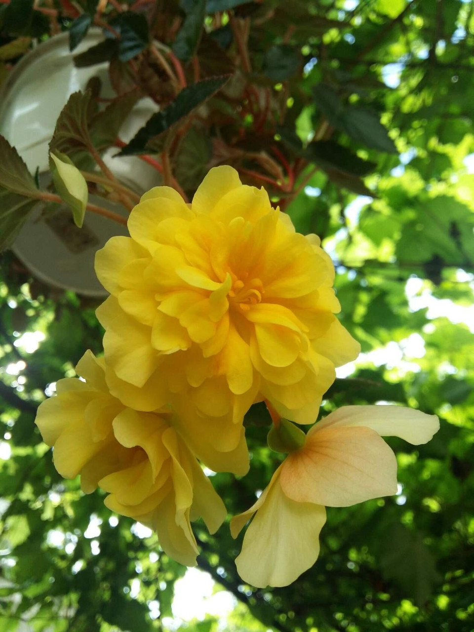 Бегония ампельная Yellow/взрослое растение - фото 1 - id-p98848940