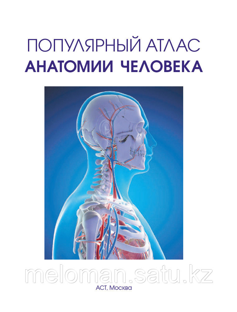 Палычева Л. Н.: Популярный атлас анатомии человека - фото 4 - id-p98863825