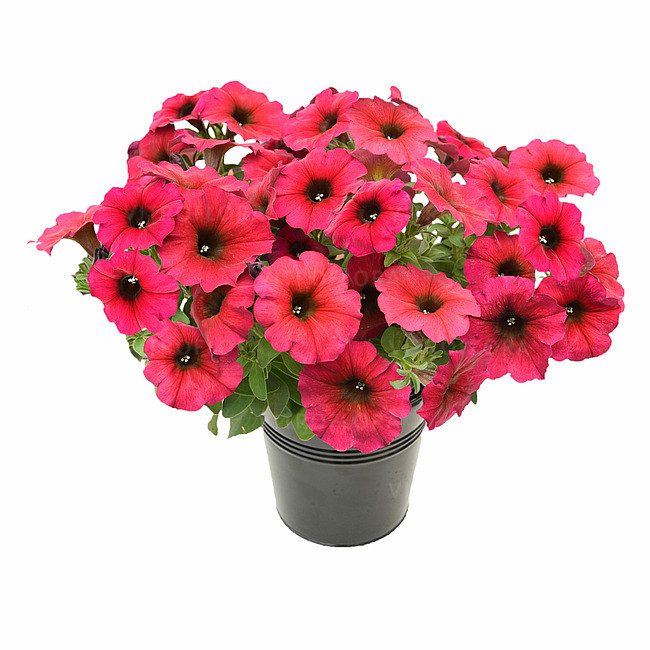 Petchoa Beautical Bordeaux молодое растение в 14 горшке