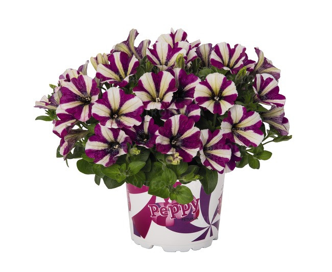 Петуния вегетативная Peppy™ Purple молодое растение в 14 горшке