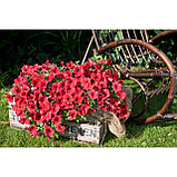 Петуния вегетативная Potunia™ Dark Red  молодое растение в 14 горшке, фото 4