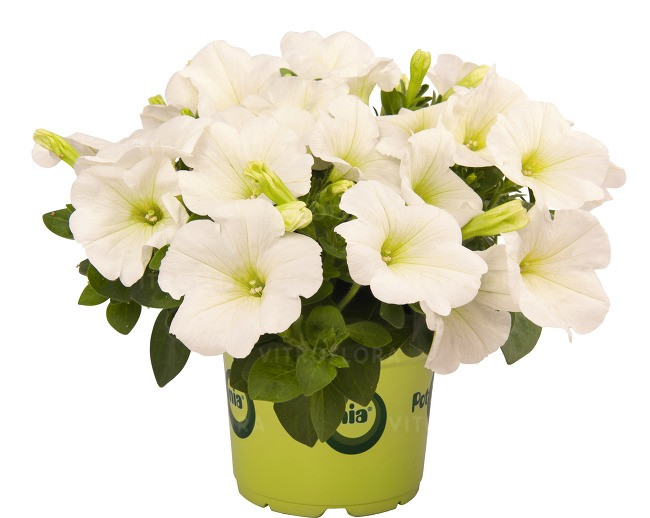 Петуния вегетативная Potunia™ Plus White молодое растение в 14 горшке