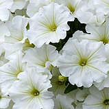 Петуния вегетативная Potunia™ Plus White  молодое растение в 14 горшке, фото 3