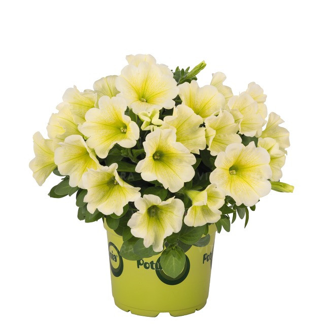 Петуния вегетативная Potunia™ Plus Yellow подрощенный еврочеренок в 12м горшке