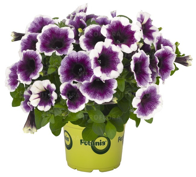 Петуния вегетативная Potunia™ Plus Purple Halo подрощенный черенок