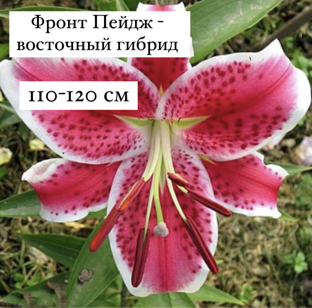 Лилия фронт пейдж