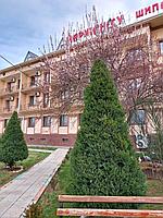 Сарыагаш Санаторий "Маржан Су" от 14000 тг