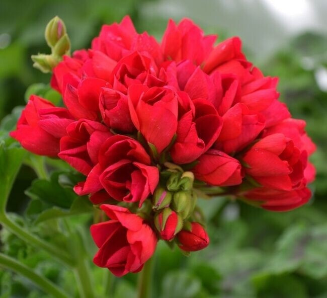 Пеларгония тюльпановидная Lilian andrea/растение в горшке - фото 1 - id-p98937965