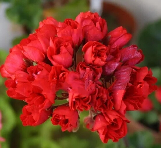 Пеларгония тюльпановидная Carmen andrea/подрощенное цветущее растение - фото 1 - id-p98937971