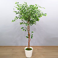 Растения в кашпо в ассортименте, фото 4