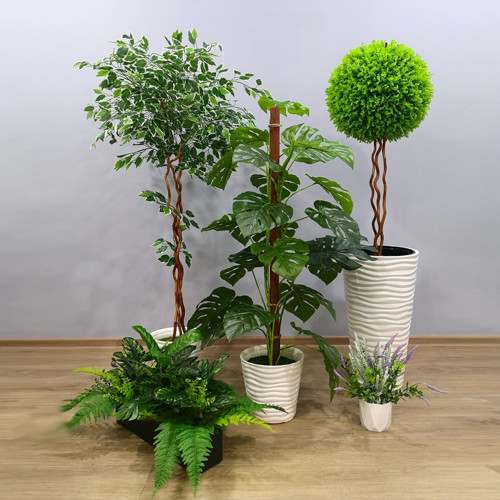 Растения в кашпо в ассортименте, фото 1