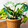 Опора для растений сердце 28 см зеленая, фото 4