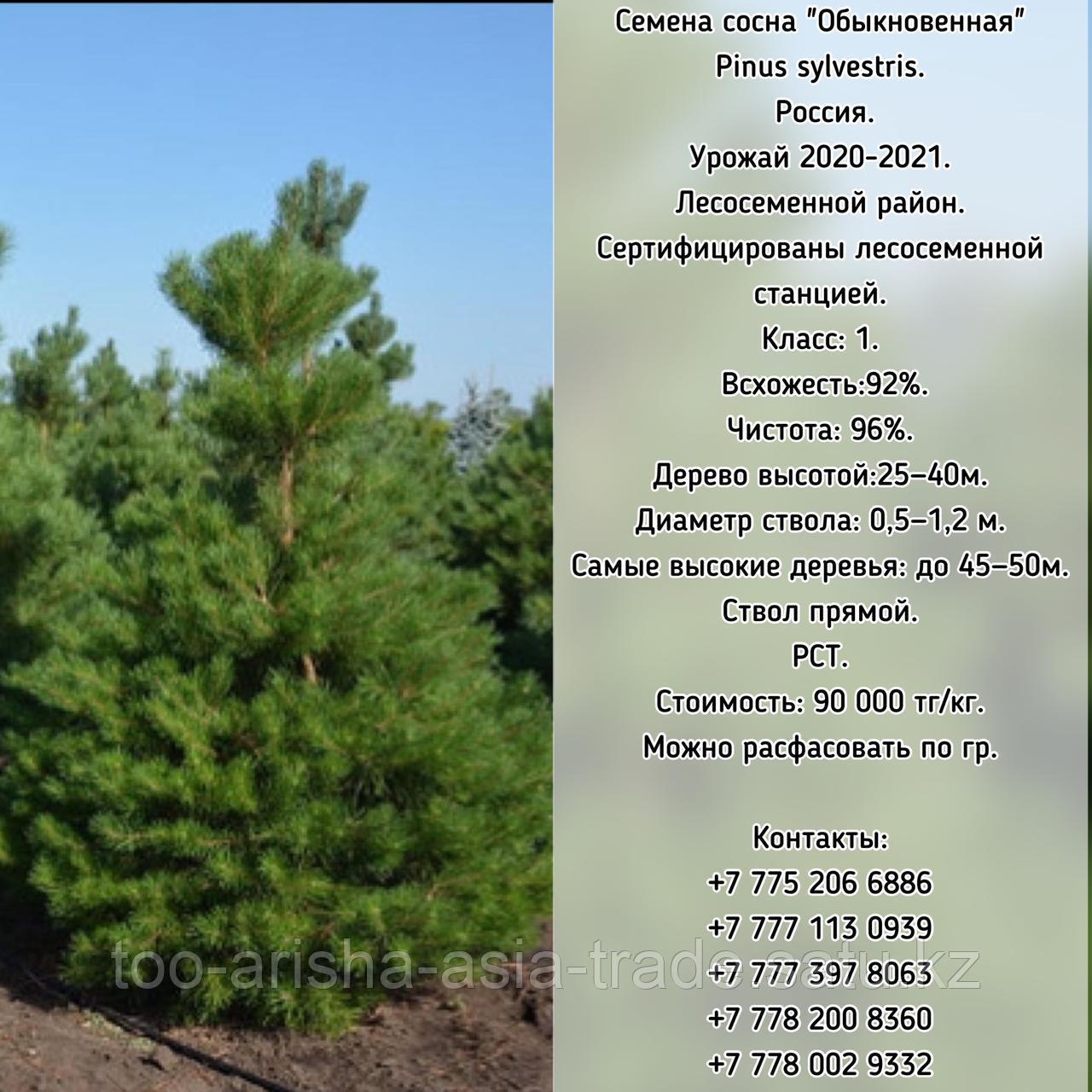 Семена сосна "Обыкновенная" (Pinus sylvestris)   ЭС  Россия