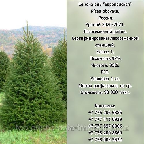 Купить Семена Ели Европейской