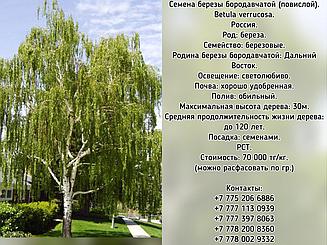 Семена березы бородавчатой (повислой) (Betula verrucosa) РСТ Россия