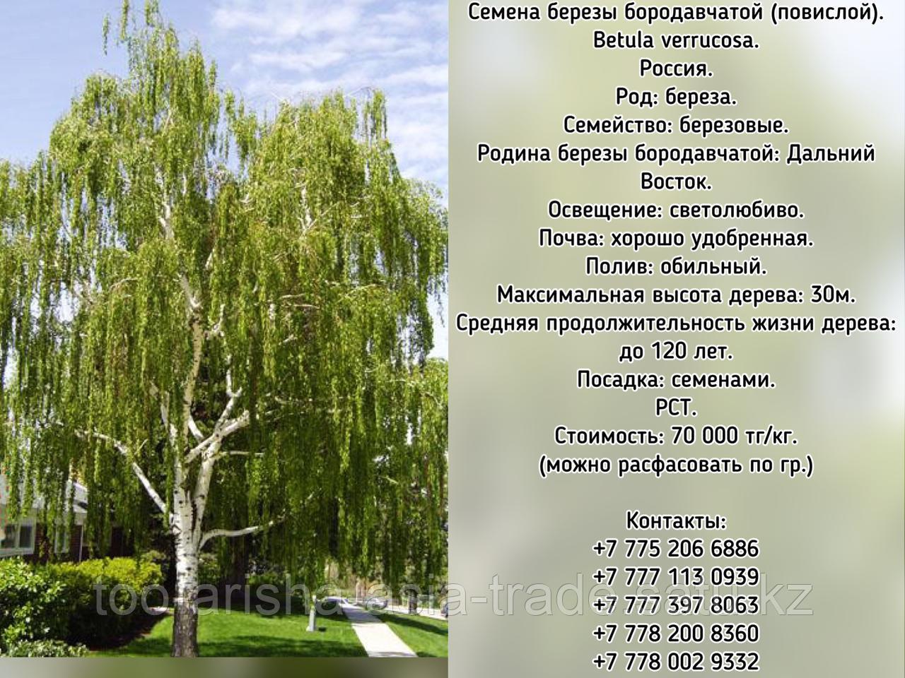 Семена березы бородавчатой (повислой) (Betula verrucosa) РСТ Россия - фото 1 - id-p99042117