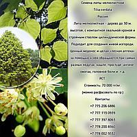 Семена липы мелколистной (Tília cordáta) РСТ Россия