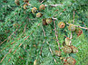 Семена Лиственница Сибирская (Lárix sibírica) РСТ Россия, фото 2
