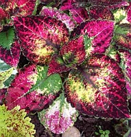 Колеус Аватар/укорененный черенок