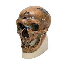 Модель черепа неандертальца