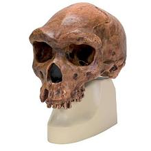 Модель черепа родезийского человека