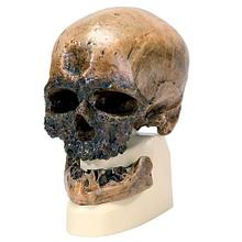 Модель черепа человека разумного из Кро-Маньон