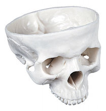 Основание черепа (внутренняя и наружная поверхности)