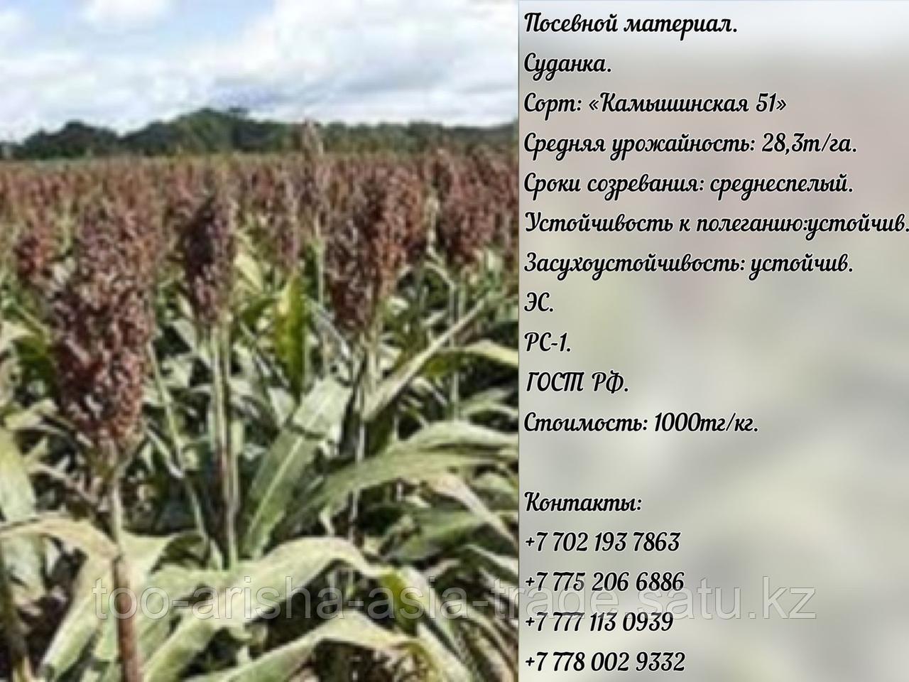 Семена суданки "Камышинская 51" ЭС, РС-1.  Россия