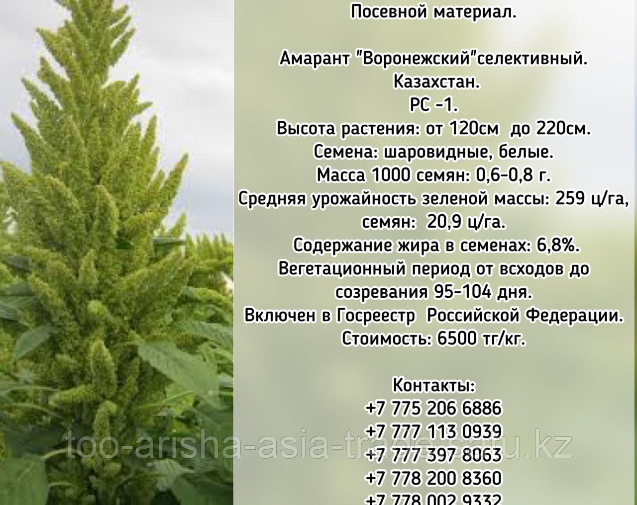 Семена амарант "Воронежский" РС -1 Казахстан