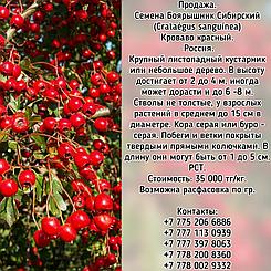 Семена Боярышник Сибирский (Crataégus sanguínea) кроваво красный РСТ Россия