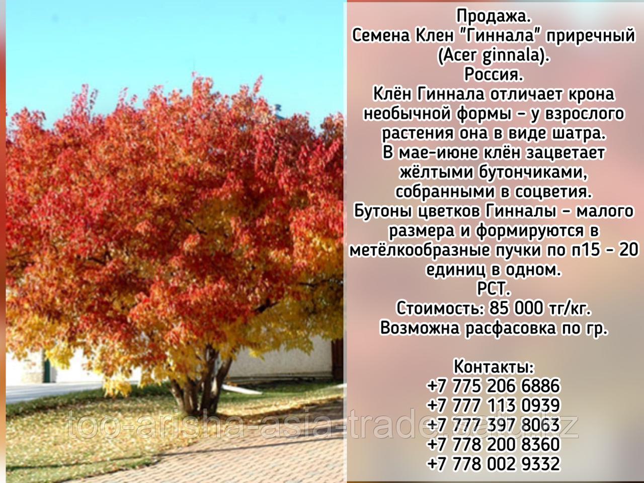 Семена Клен "Гиннала" приречный (Acer ginnala) РСТ Россия - фото 1 - id-p99074021