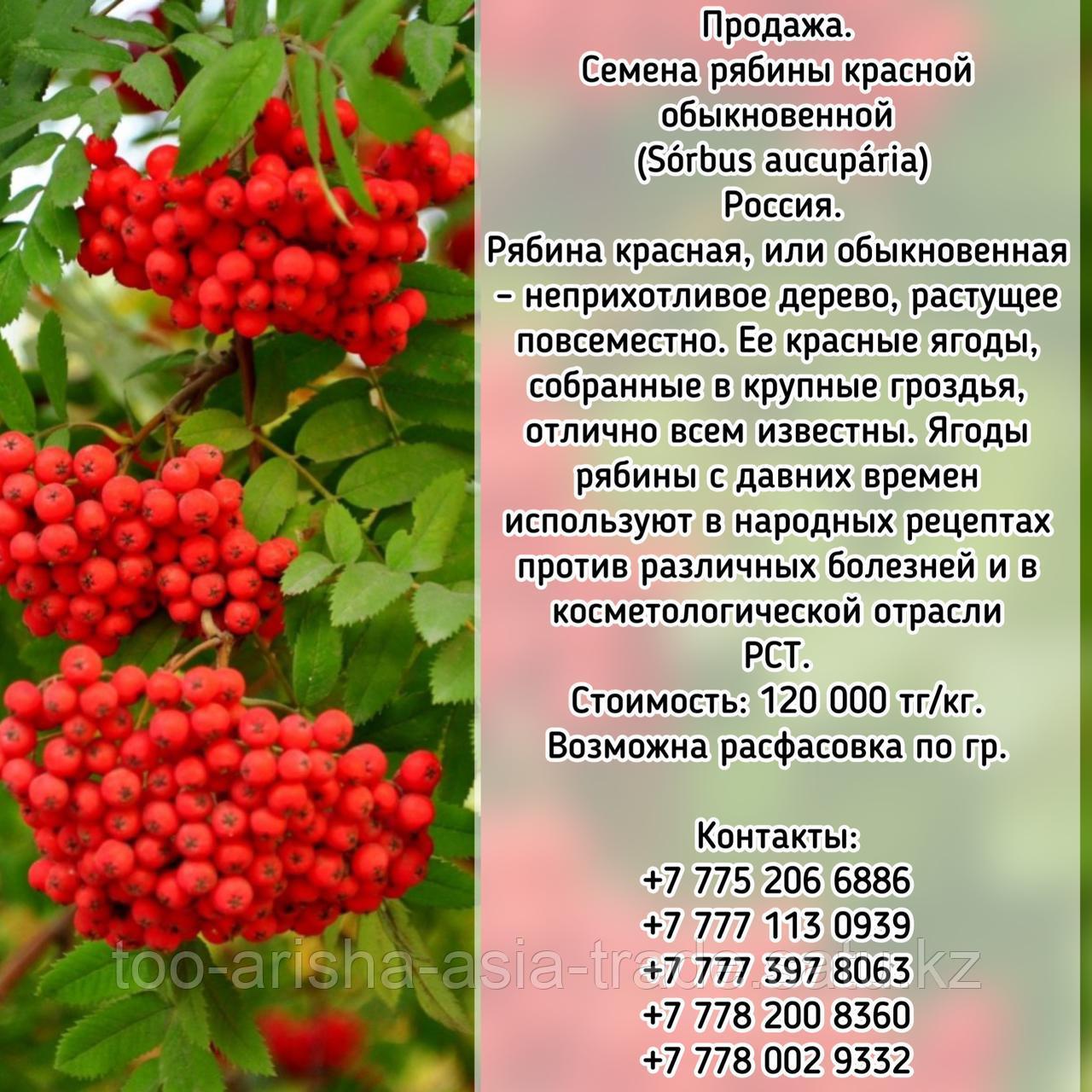 Семена Рябины Красной обыкновенной (Sórbus aucupária) РСТ Россия