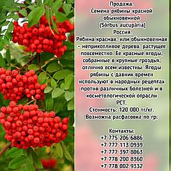 Семена Рябины Красной обыкновенной (Sórbus aucupária) РСТ Россия
