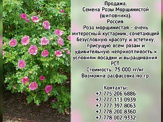Семена Розы Морщинистой (шиповника) РСТ Россия
