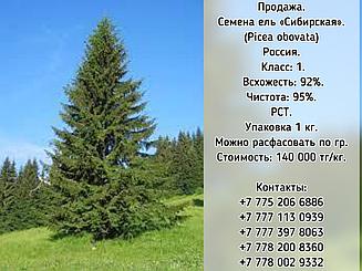 Семена ели "Сибирская"  (Picea obovata)  РСТ  Россия