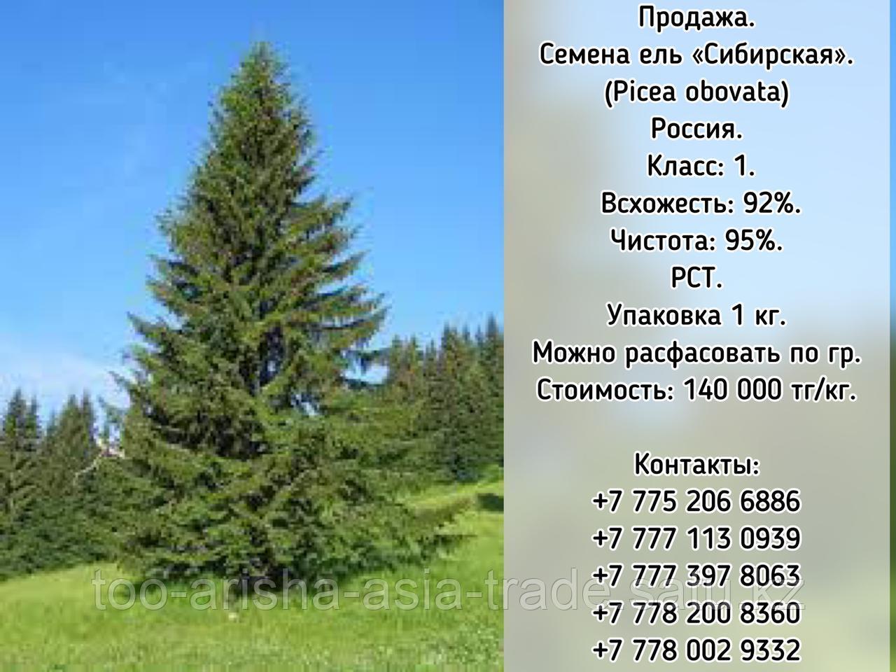 Семена ели "Сибирская" (Picea obovata) РСТ Россия - фото 1 - id-p99072003