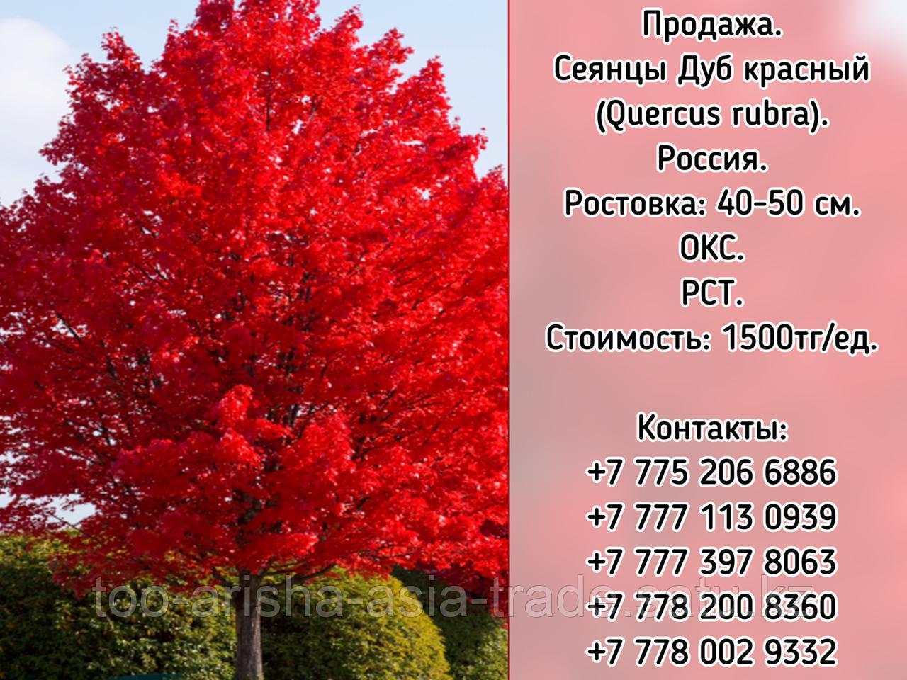 Сеянцы Дуб красный (Quercus rubra) РСТ Россия