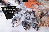 Ценник для рыбы на льду / Мұздағы балыққа арналған баға көрсеткісі 120х180мм, от 100 штук, фото 3