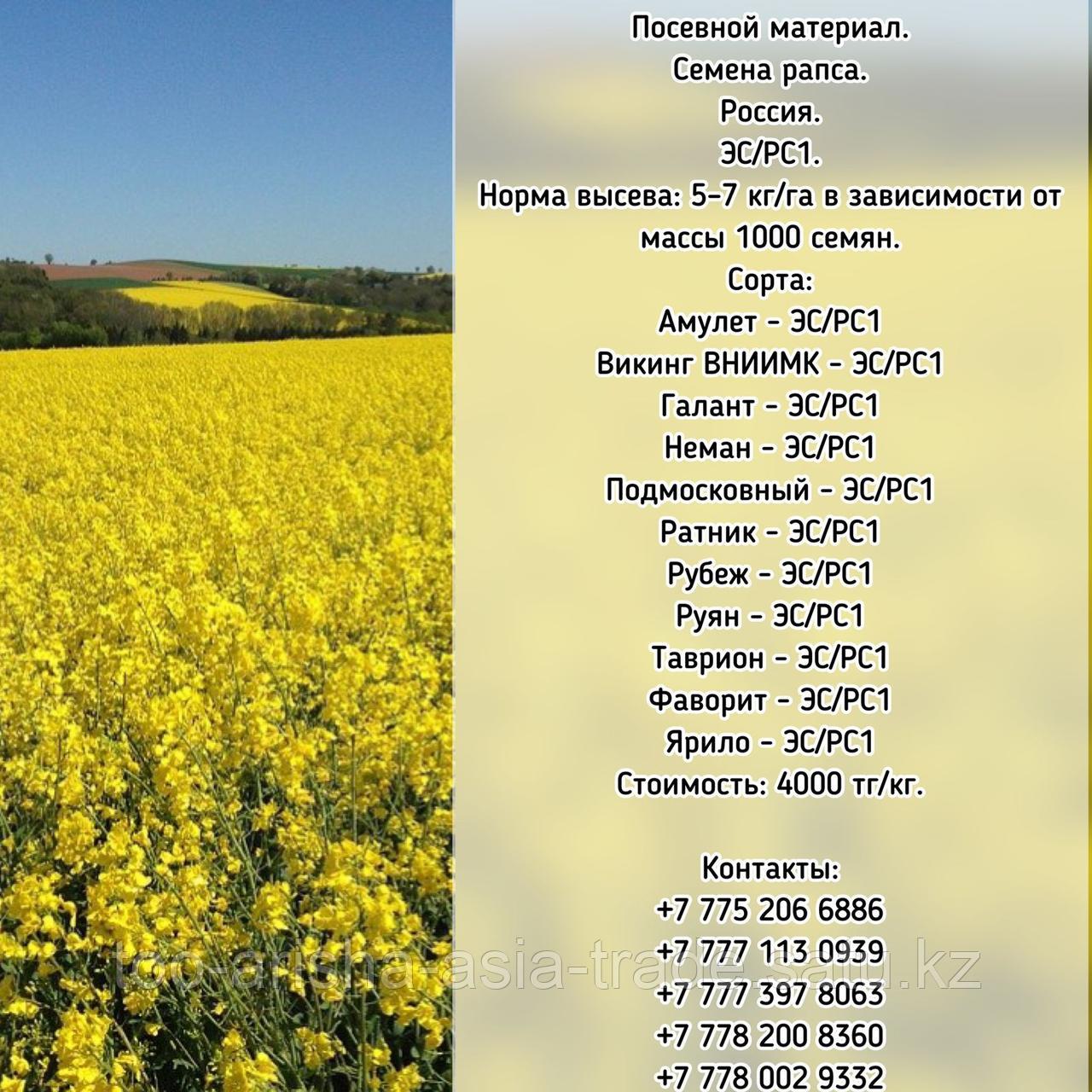 Семена рапса 11 сортов ЭС/РС1 Россия