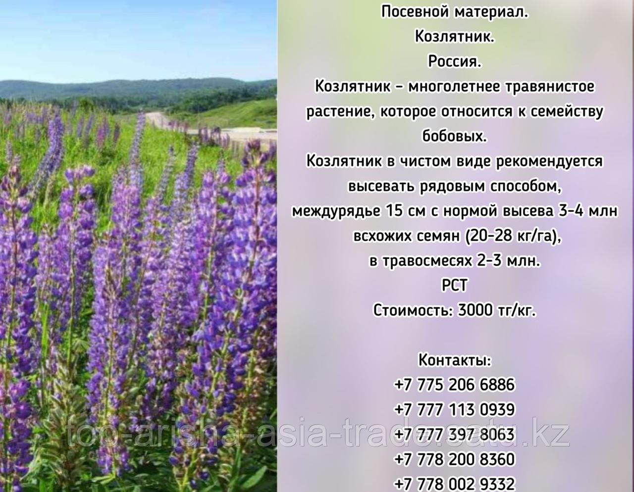 Семена Козлятник восточный "Гале" РСТ Россия