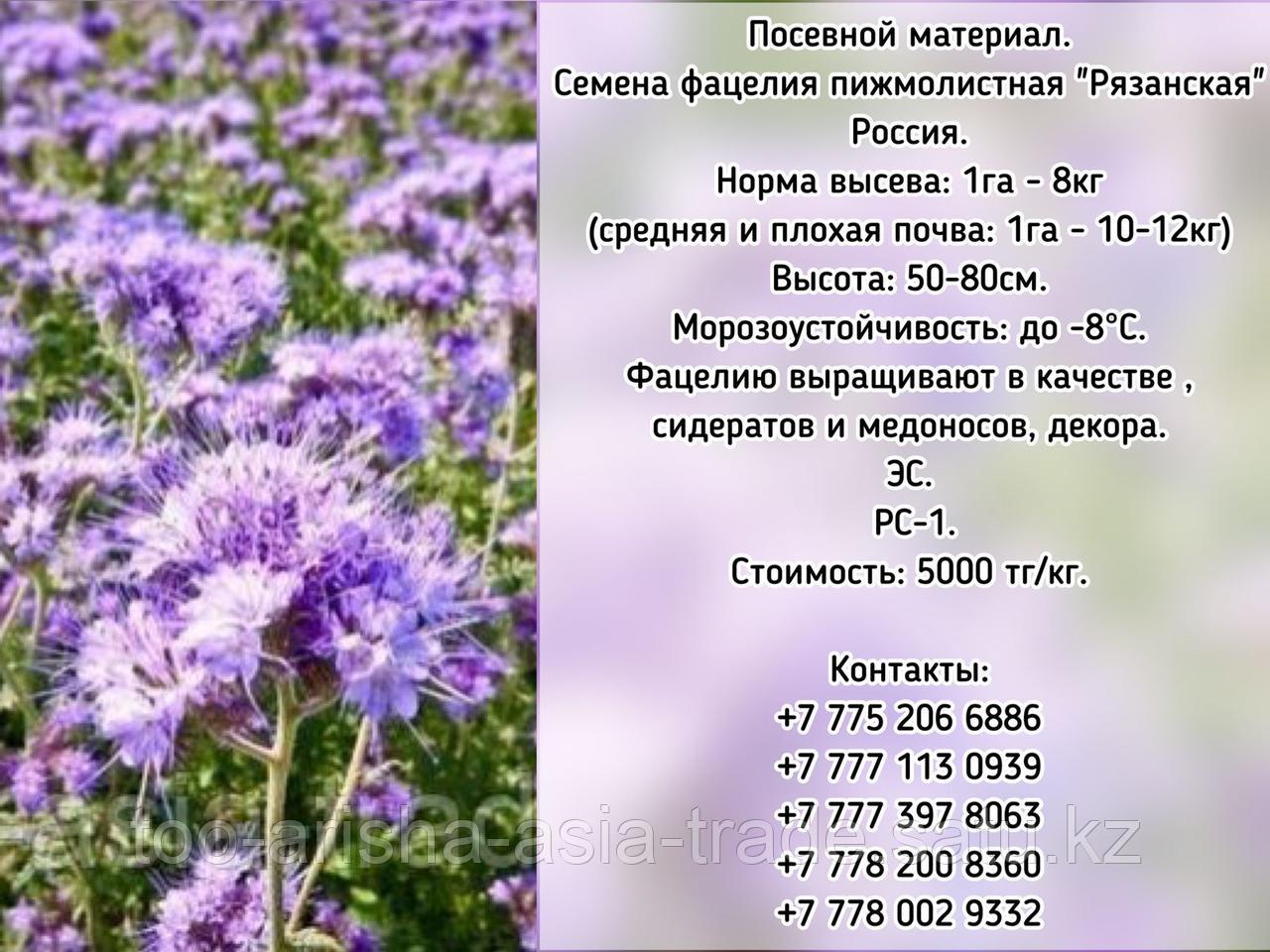 Фацелия пижмолистная Радуга