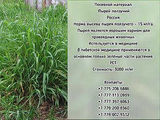 Семена Пырей ползучий РСТ Россия