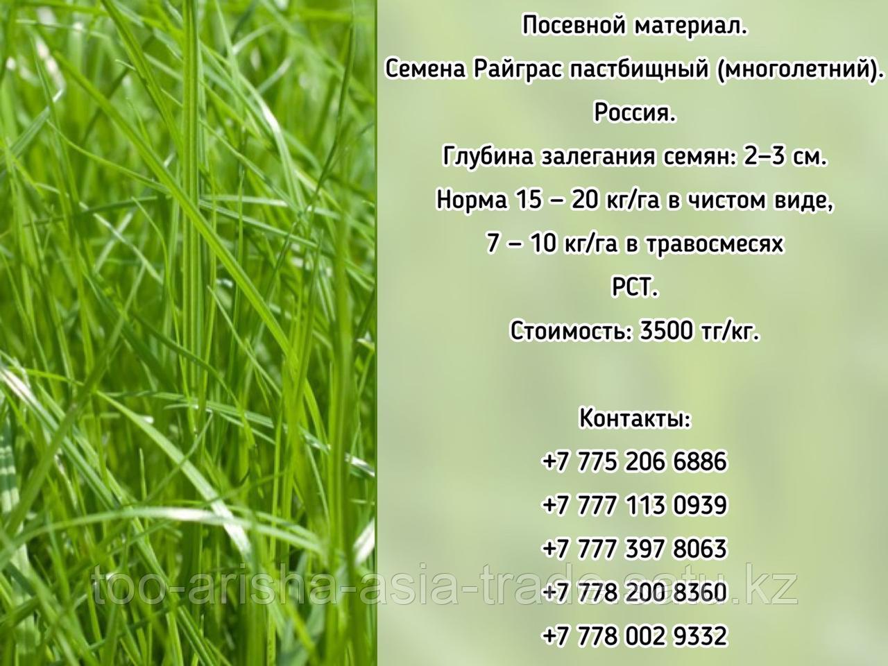 Семена Райграс пастбищный (многолетний) РСТ Россия