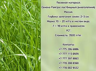 Семена Райграс пастбищный (многолетний) РСТ Россия
