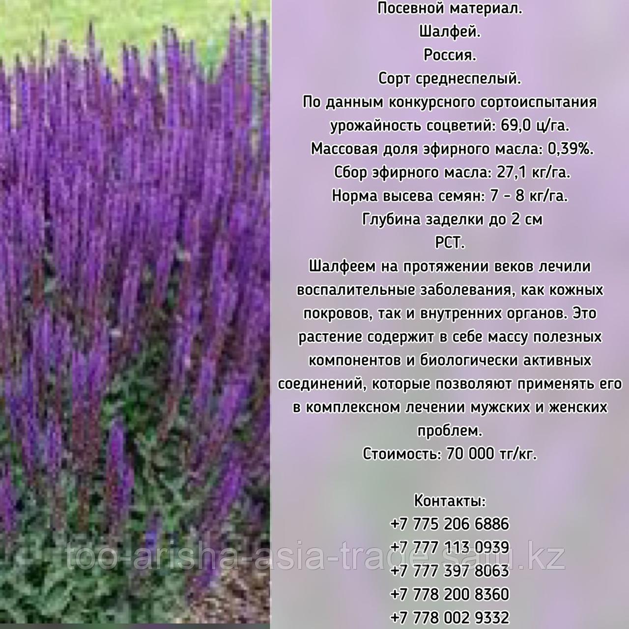 Семена Шалфей РСТ Россия