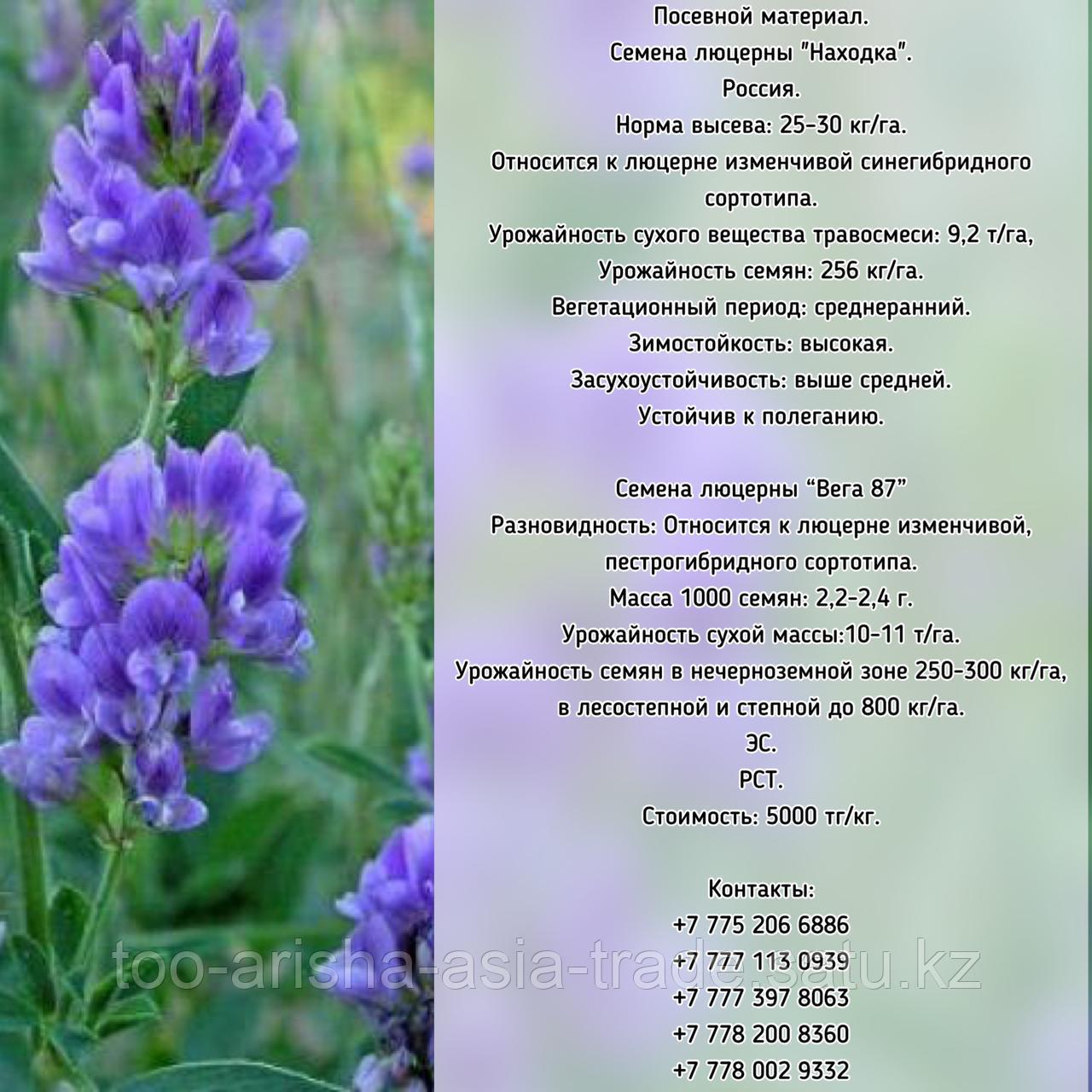 Семена люцерны "Находка", "Вега 87" РСТ. РС1, ЭС Россия
