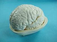 Демонстрационная модель мозга в разрезе