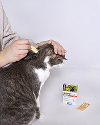 Барс Форте капли для кошек против блох и клещей 1пипетка