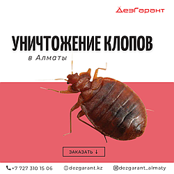 Уничтожение клопов в Алматы